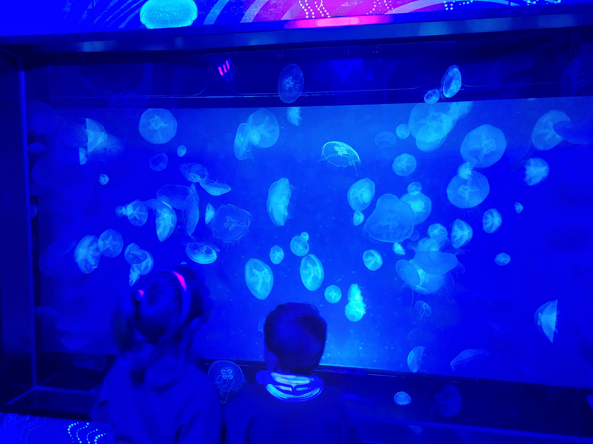 SJ AQUARIUM VISIT